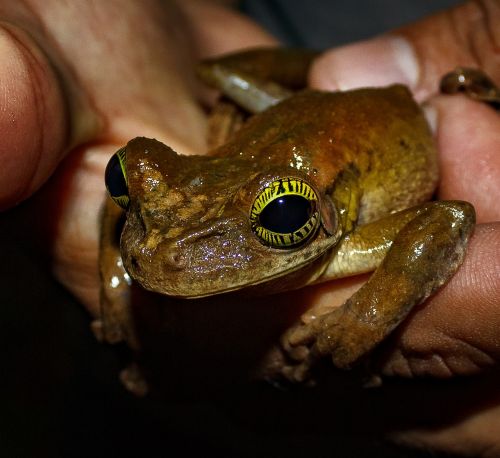 frog amphibious animal