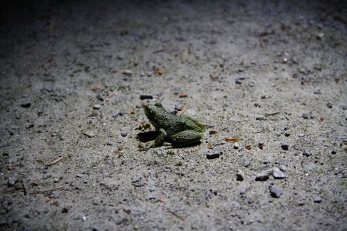 frog nature light