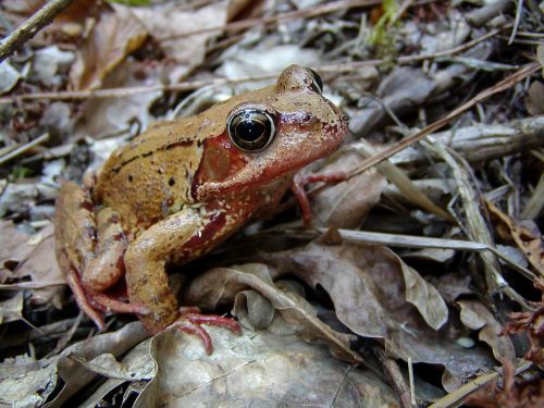 frog amphibian animals