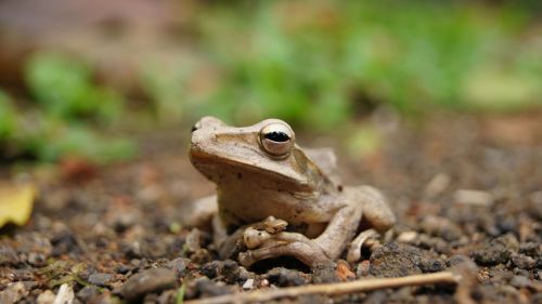 frog close up nature