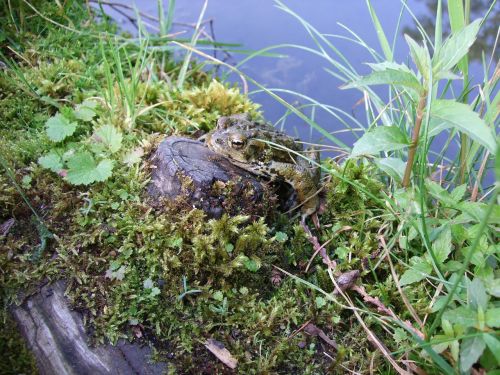 frog pond nature