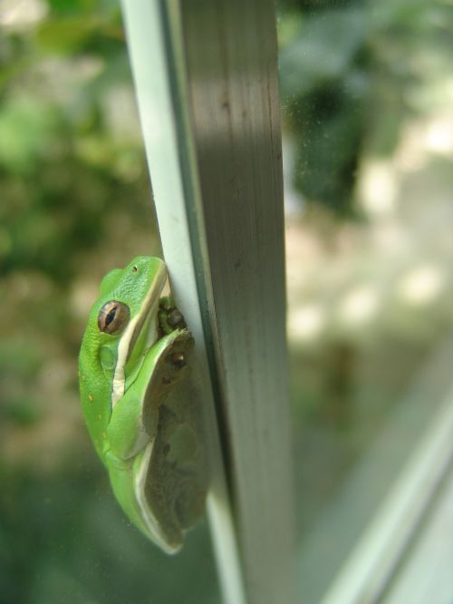 frog window green