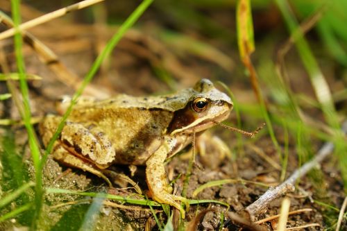 frog grass green