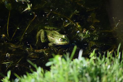 frog green pond