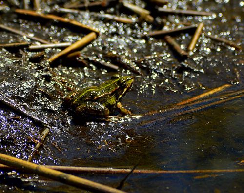 frog dark twilight