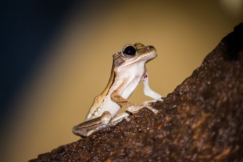 frog tree frog close up