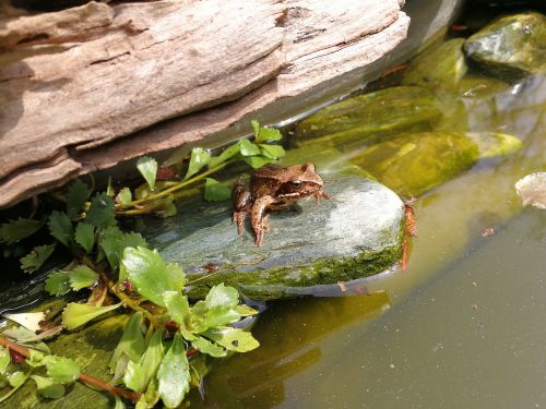 frog nature animal