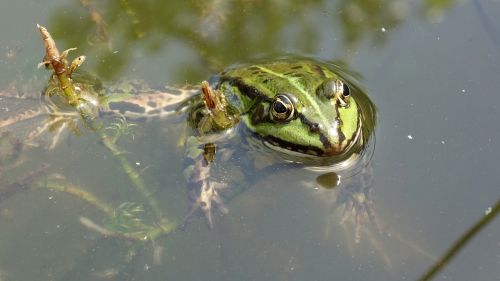frog amphibian green