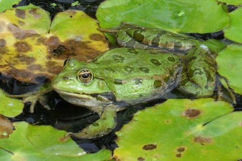 frog amphib green