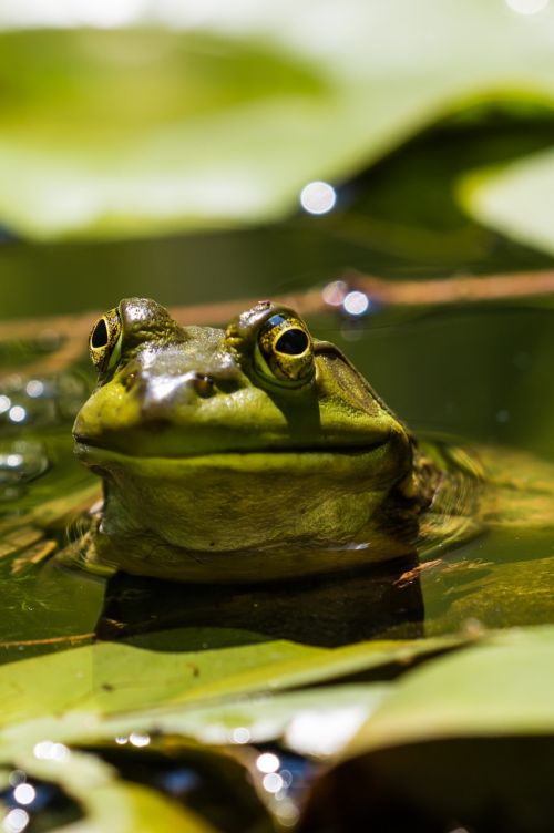 frog water nature