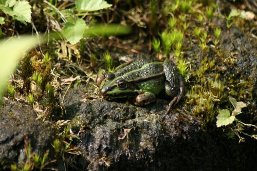 frog garden pond