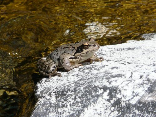 frog amphibian gerardo