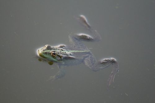 frog amphibian water