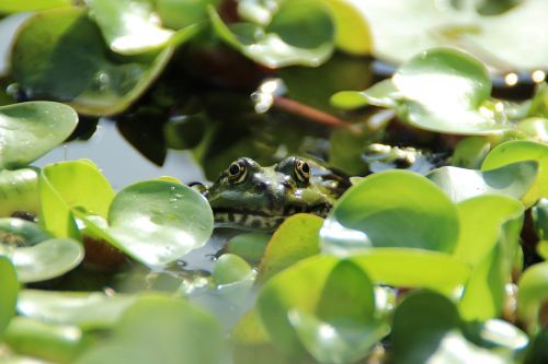 frog pond frog pond