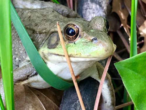 frog minnesota eyes