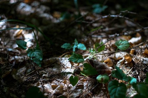 frog nature forest frog