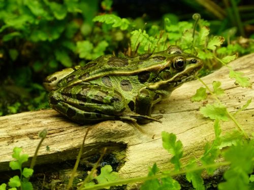 frog jungle amphibian