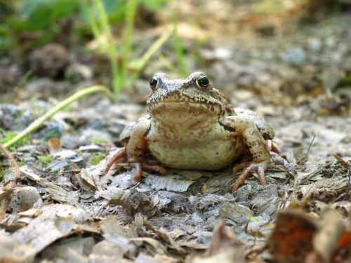 frog amphibians animals