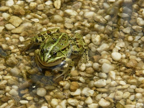 frog pond water