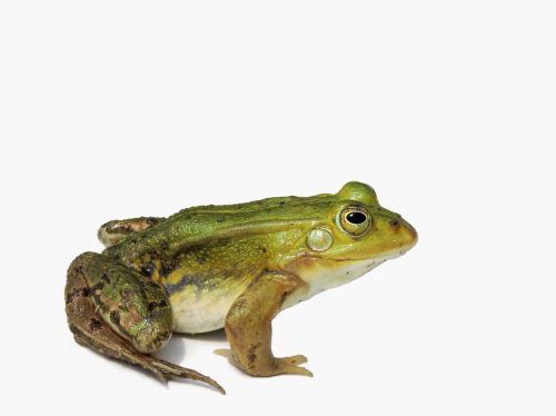 frog frog pond water frog