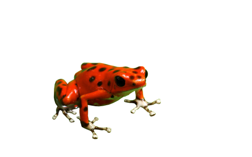 frog poison dart red