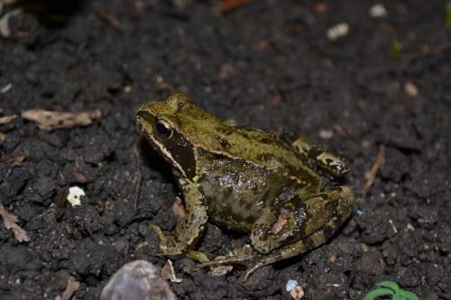 frog common frog amphibian