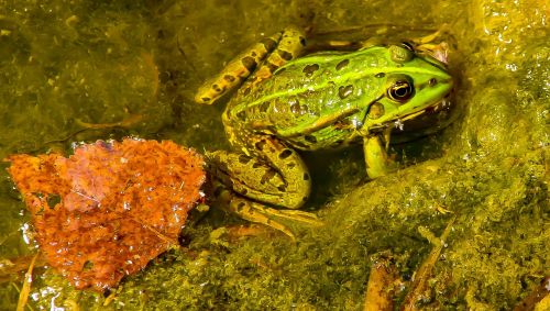 frog green frog animal