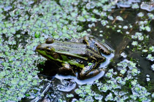frog pond waterweed