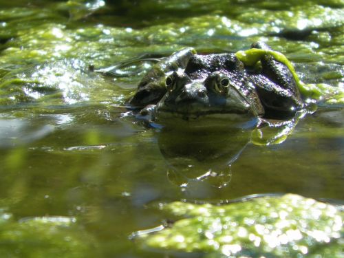 frog pond algae