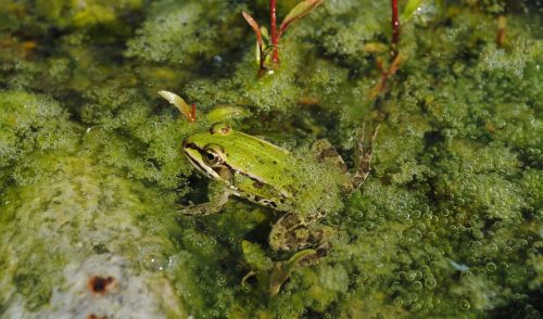 frog green water