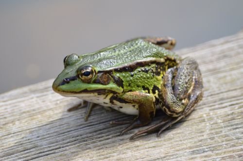 frog green animal