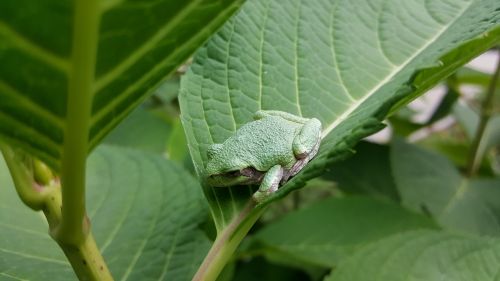 frog toad green