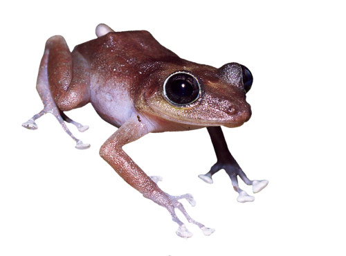 frog reptile amphibians