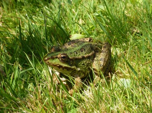 frog amphibian green grass