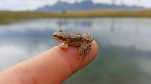 frog blur mountain