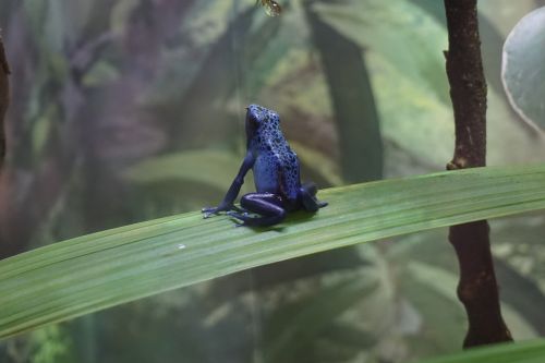 frog amphibian blue