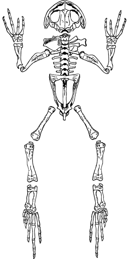 frog skeleton anatomy