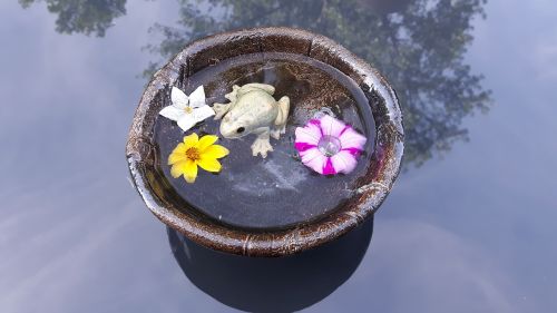 frog mirroring water