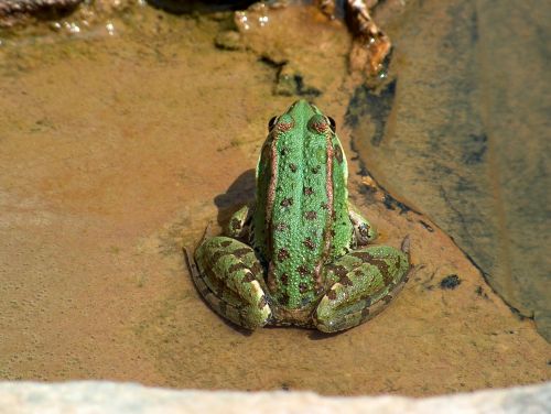 frog batráquio lake