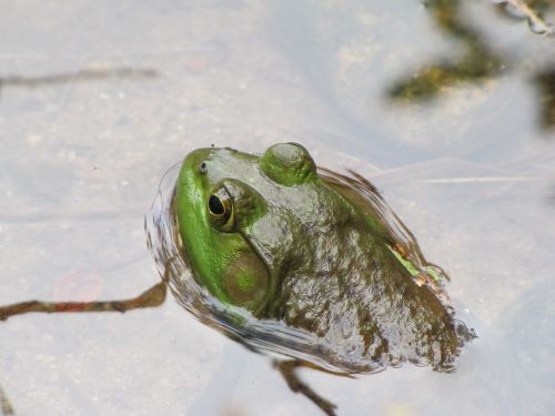 frog bullfrog amphibian
