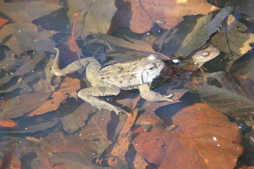 frog water nature