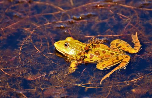 frog pond animal