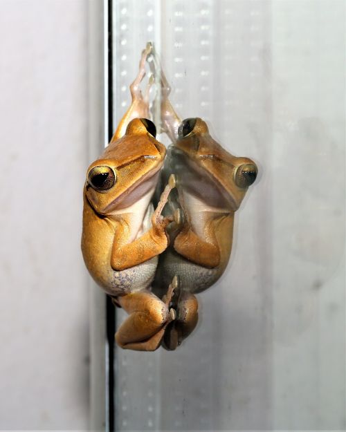 frog amphibian cold-blooded vertebrate animal