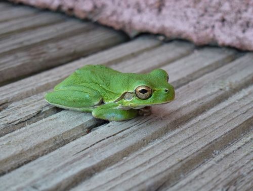frog green rest