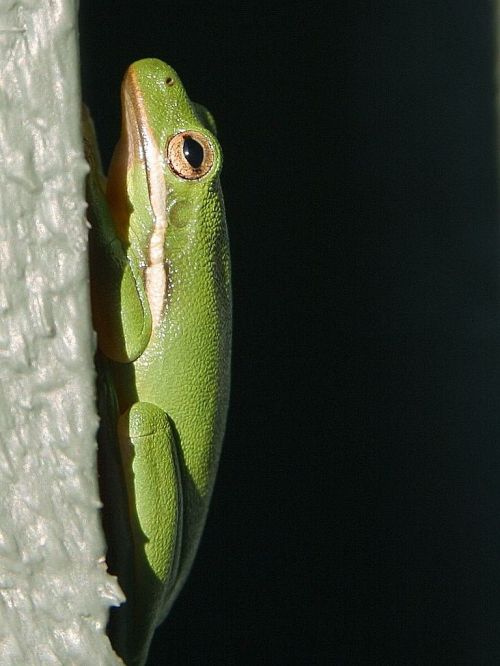 frog green tree frog