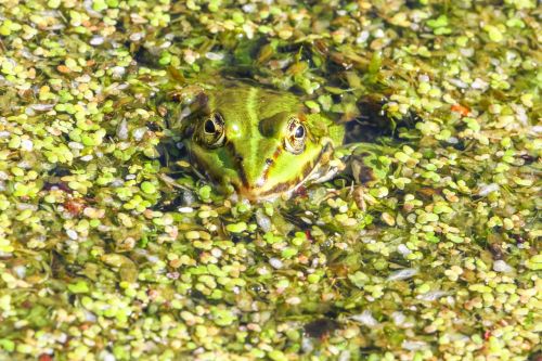 frog amphibian nature