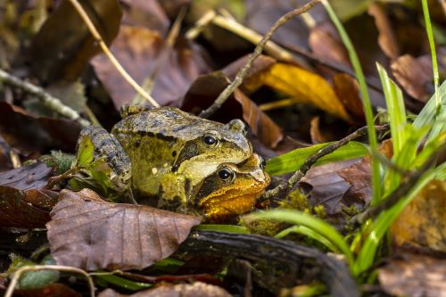 frog pairing nature