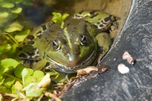 frog amphibian