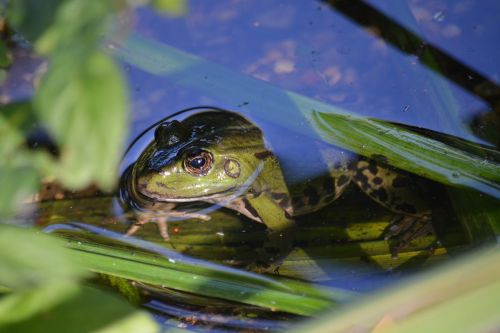 frog amphibian nature