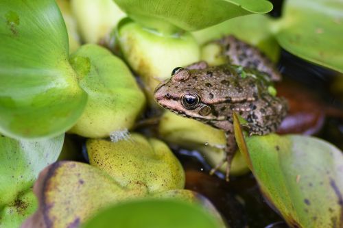 frog amphibian water